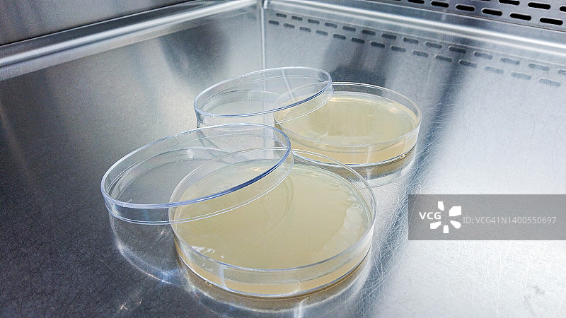 在实验室检查抗生素的培养皿的特写镜头。图片素材