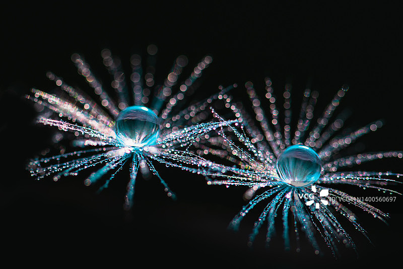 蓝色背景下的宏观自然蒲公英图片素材