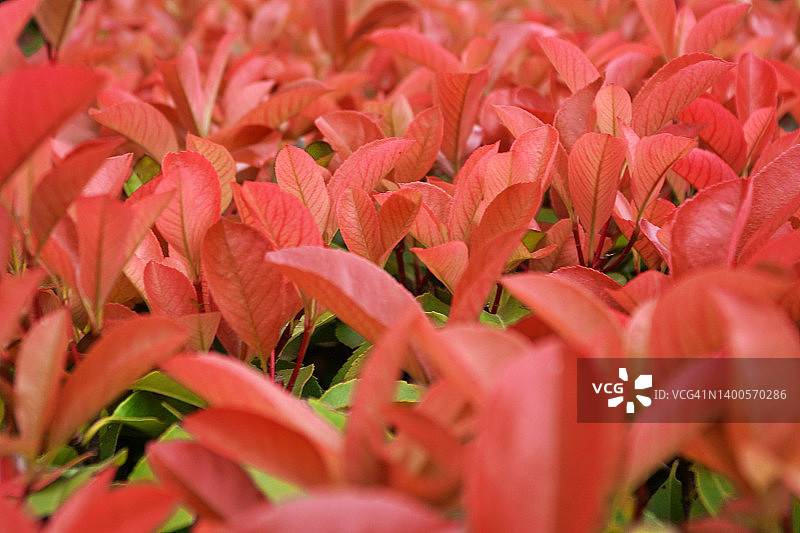 红叶石楠花图片素材