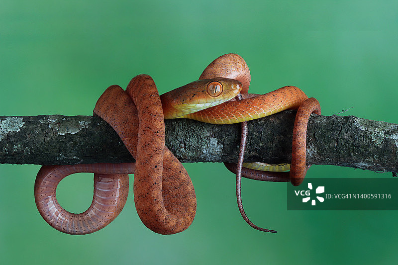 红树蛇幼蛇捕食啮齿动物，印度尼西亚图片素材