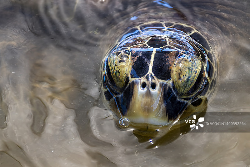 印度尼西亚海域中的绿海龟特写图片素材
