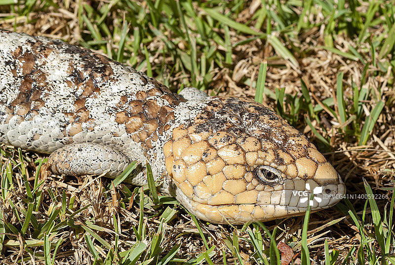 澳大利亚草地上的蓝舌石龙子特写图片素材