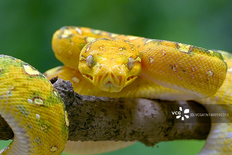 印度尼西亚树枝上的绿树蟒特写图片素材