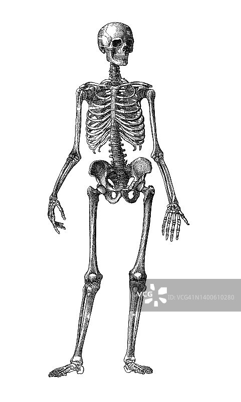 人体骨骼的复古雕刻插图图片素材