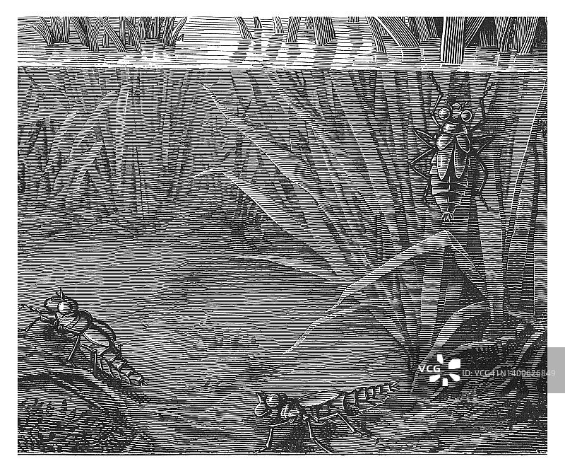 宽体蜻蜓古版画插图图片素材