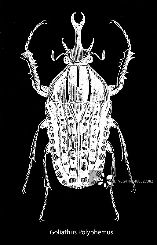 小歌利亚甲虫古版画图片素材