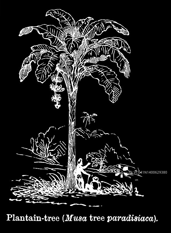 植物学：香蕉 - 栽培香蕉（Musa paradisiaca）图片素材