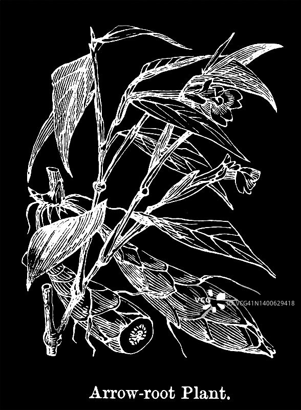 植物学古版画：竹芋科图片素材