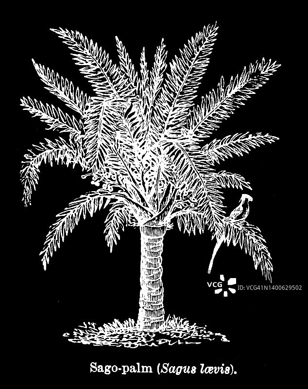 苏铁老式雕刻插图图片素材