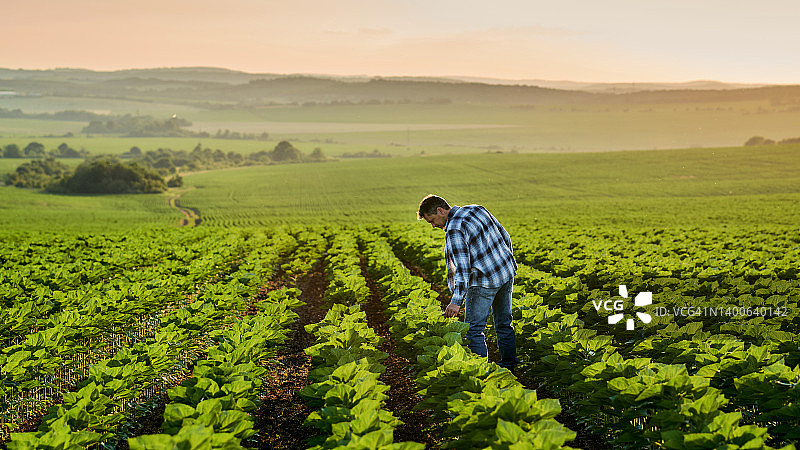 农艺师检查向日葵田里向日葵的生长情况图片素材