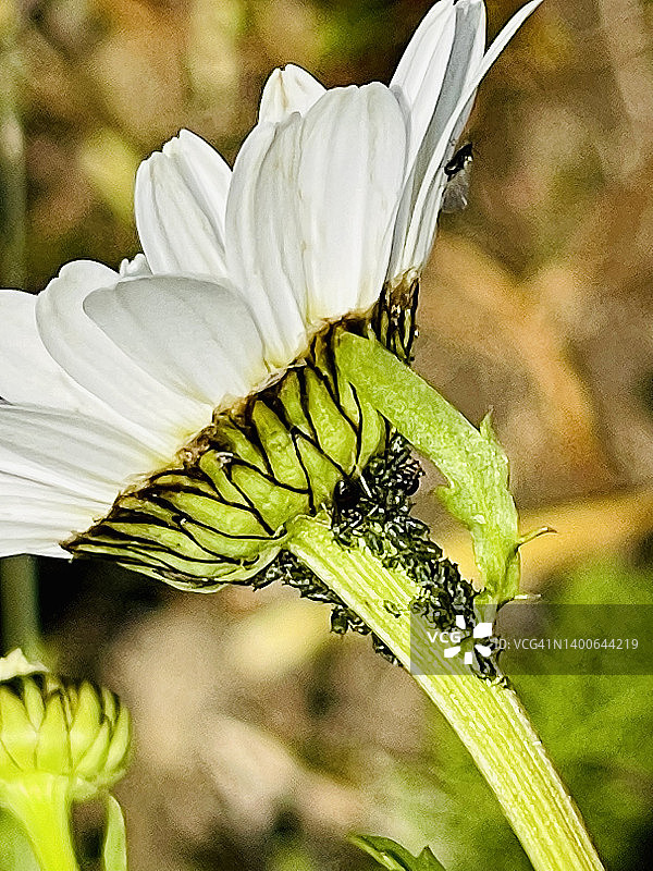 特写镜头下，牛眼雏菊上的绿色蚜虫图片素材