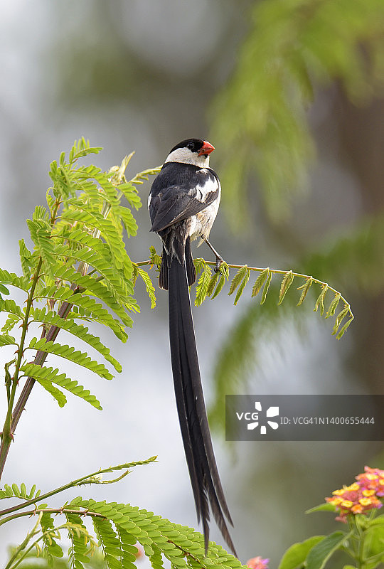 针尾维达雀图片素材