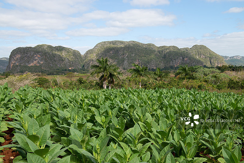 比尼亚莱斯山谷的烟草农场图片素材