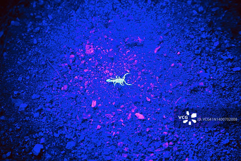 紫外线黑光下看到的蝎子图片素材