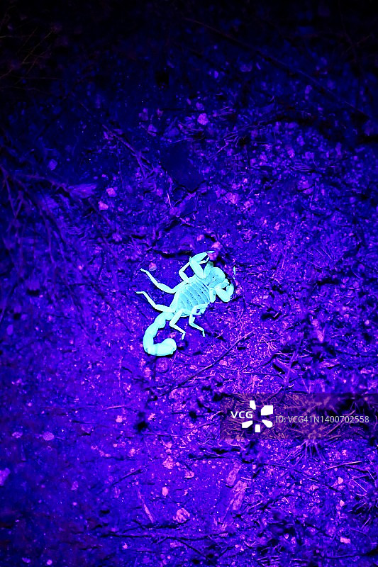 紫外线黑光下的沙漠蝎子图片素材