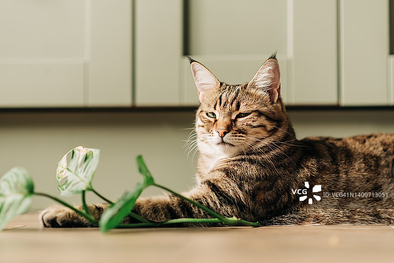 姜黄色猫咪坐在木桌上，周围是空气净化植物的肖像图片素材