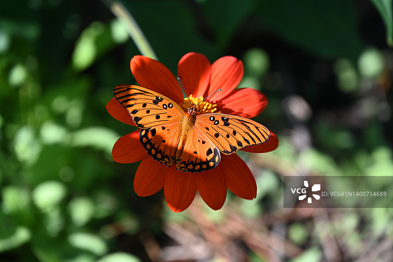 海湾贝母蝴蝶图片素材