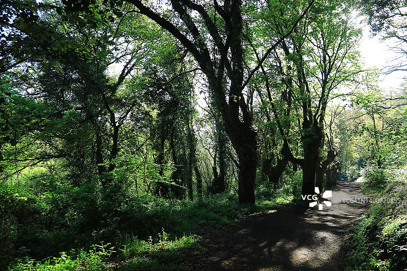 朝圣之路步道图片素材