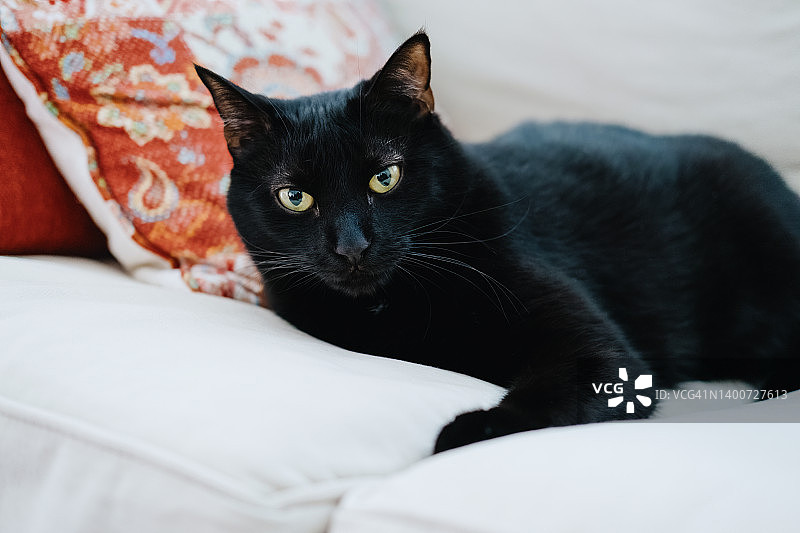 黑猫在沙发上放松图片素材