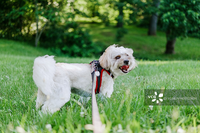 棉花图奈亚尔享受户外草地地区图片素材