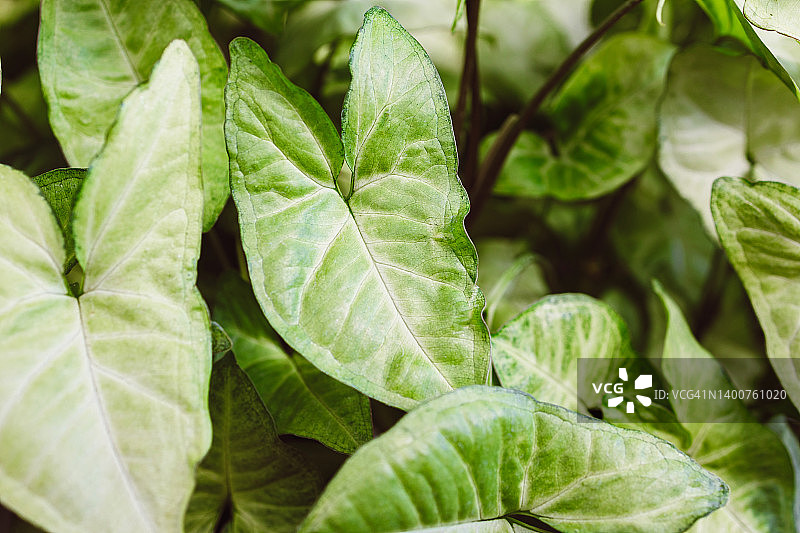 绿萝叶子特写：家庭园艺装饰图片素材