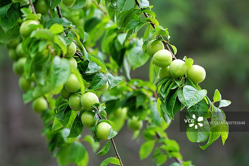青梅李子图片素材