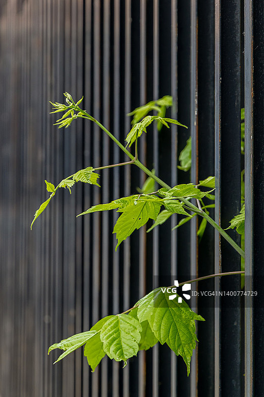 栅栏间隙中的植物图片素材