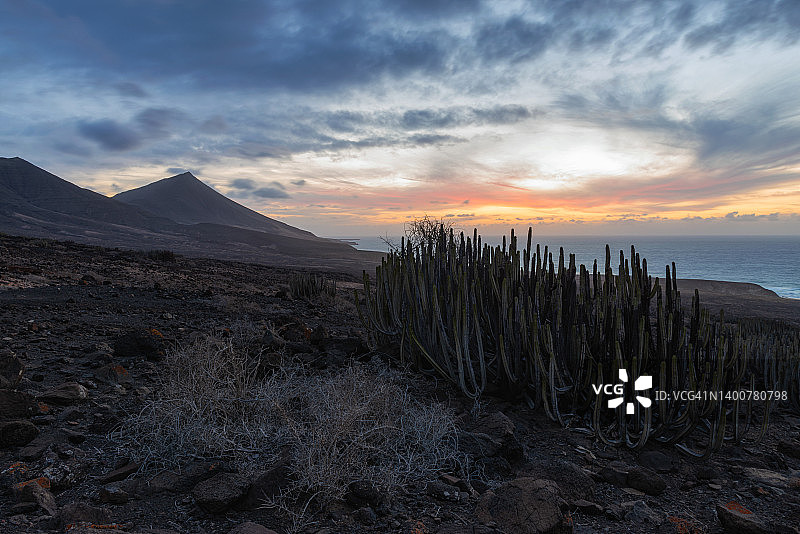 富埃特文图拉岛科费特海滩的汉迪亚半岛山脉和野生海岸线，前景是日落时分的仙人掌，加那利群岛。图片素材