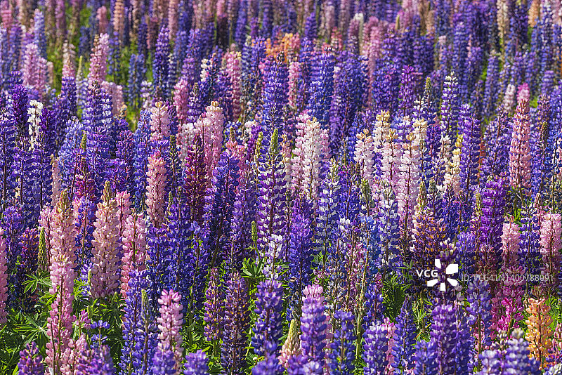 特卡波湖盛开的鲁冰花（拉塞尔羽扇豆）图片素材