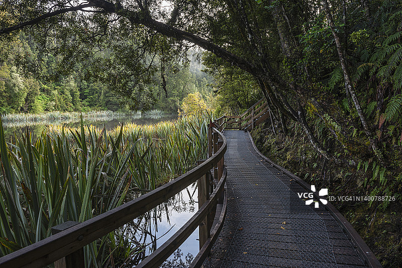 在马修森湖周围的雨林徒步栈道：新西兰图片素材