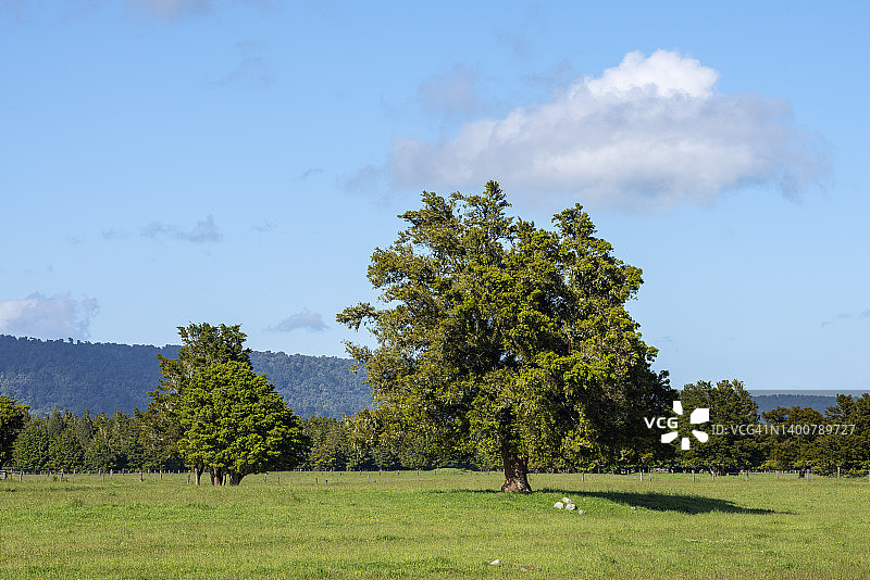 马修森湖附近的草地树木，新西兰图片素材