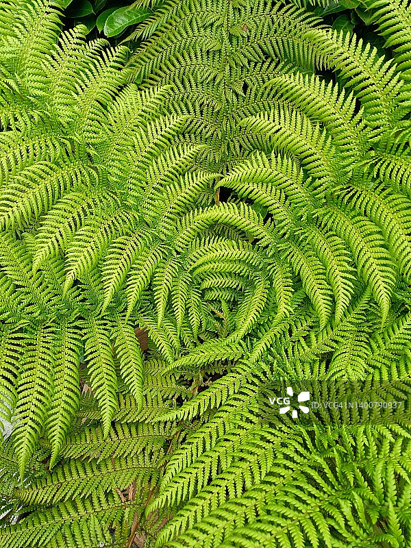 鸵鸟蕨植物图片素材