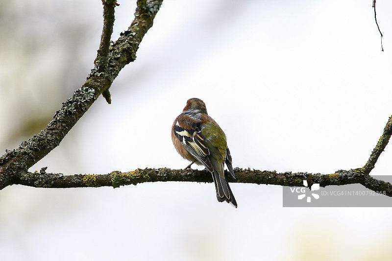 美丽鸣禽普通苍头燕雀栖息树上图片素材