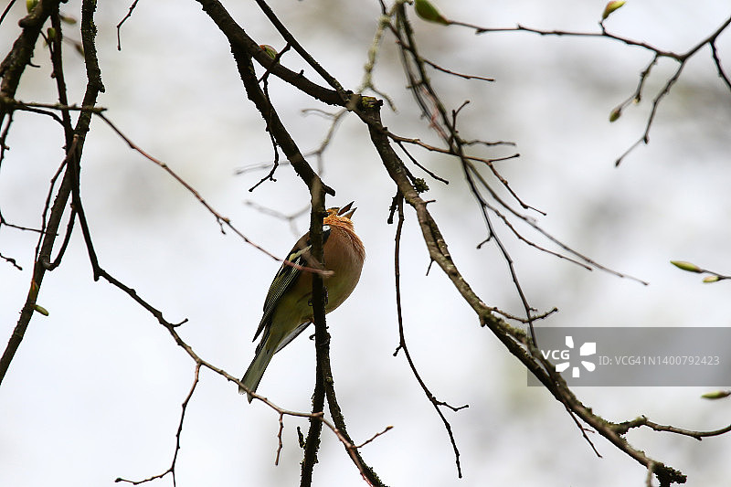 美丽鸣禽普通苍头燕雀栖息树上图片素材