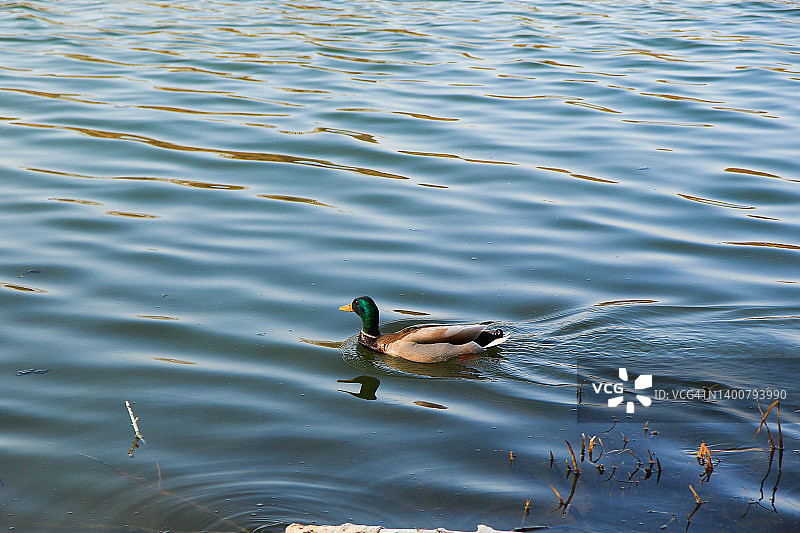德国雷根斯堡：多瑙河附近的雄性绿头鸭图片素材