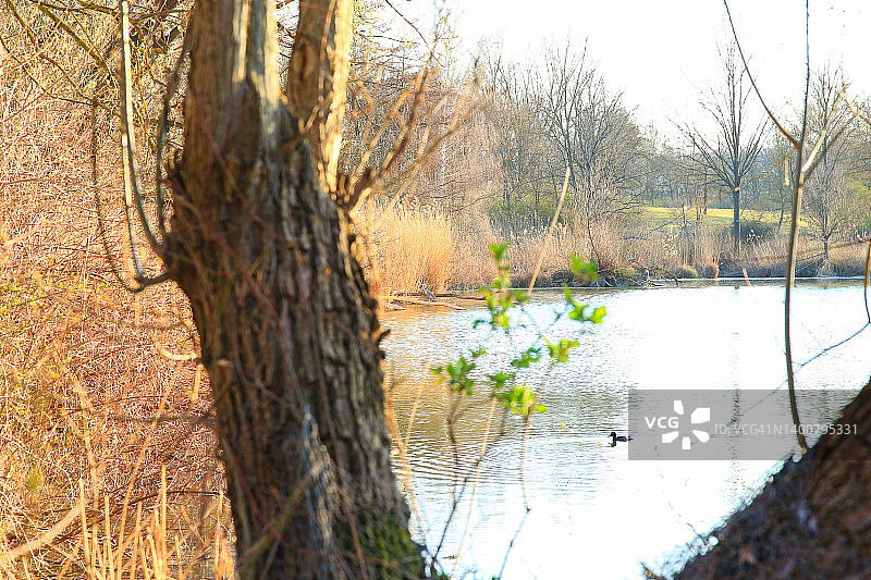 德国雷根斯堡：在多瑙河附近的树巢上休息的苍鹭图片素材