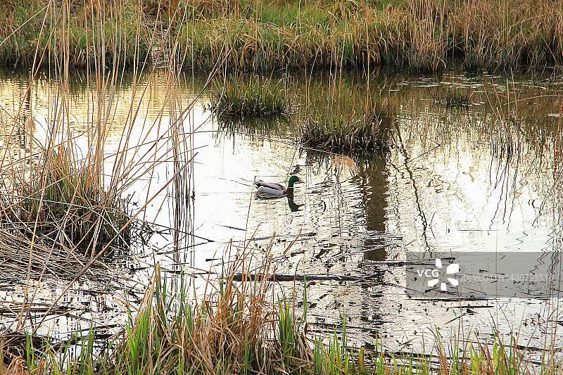 德国雷根斯堡：秋季沼泽中漂浮的野鸭图片素材