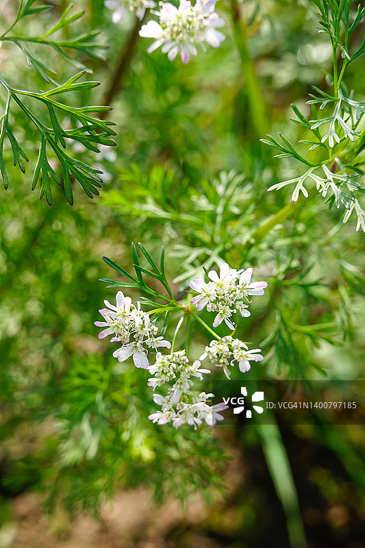 田野盛开的香菜图片素材