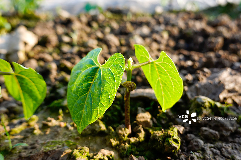 阳光下的田野绿豆苗图片素材