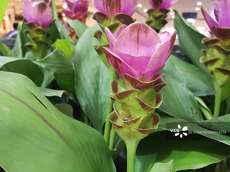 姜荷花，姜科植物，花园中深粉色花朵图片素材
