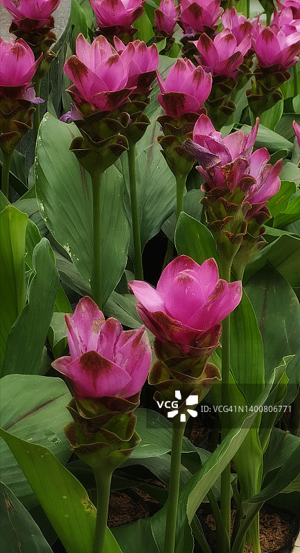 姜荷花，姜科植物，花园中深粉色花朵图片素材