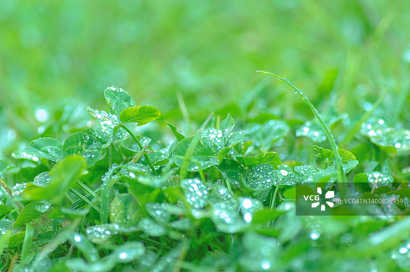 雨后的湿三叶草地图片素材