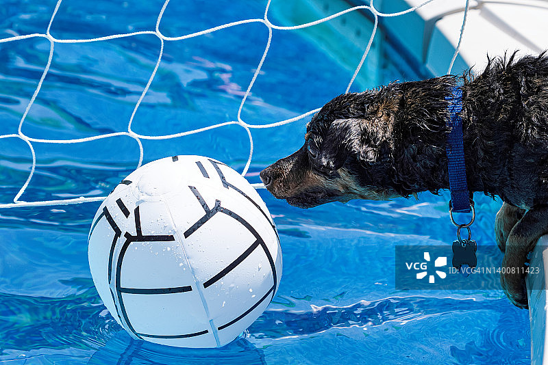 狗狗和沙滩球在泳池边图片素材
