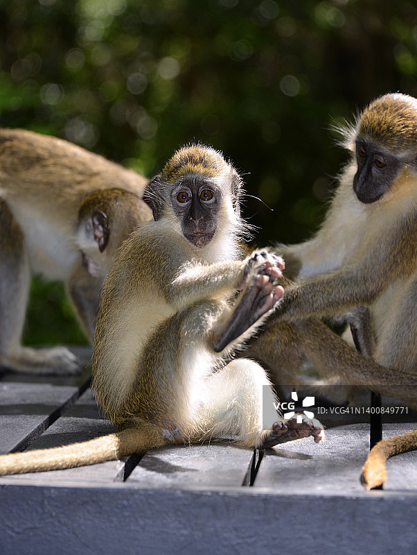 猴子的生活图片素材
