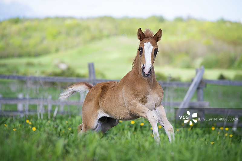 奔跑中的美丽枣色运动品种小马驹在草地上自由驰骋的肖像，多云天气图片素材