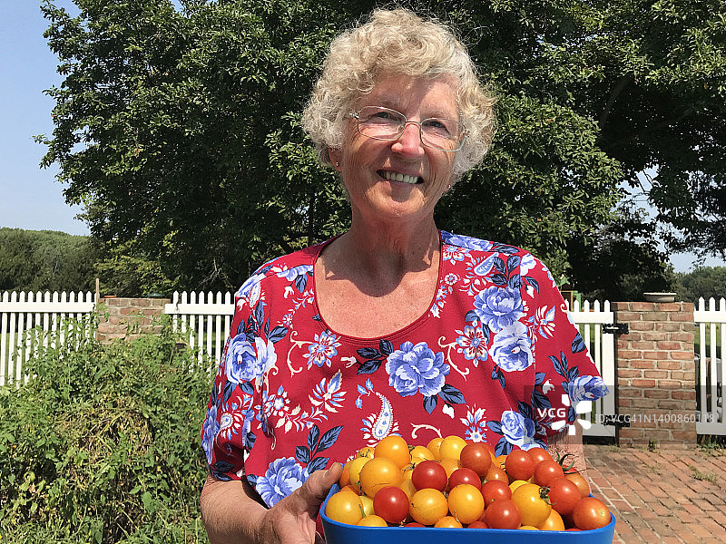 在花园里采摘西红柿的年长妇女图片素材