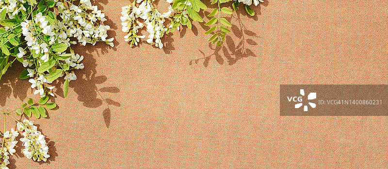 槐花背景：白色槐树枝与绿叶图片素材