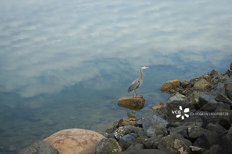 苍鹭在华盛顿州岩石岸边捕鱼图片素材