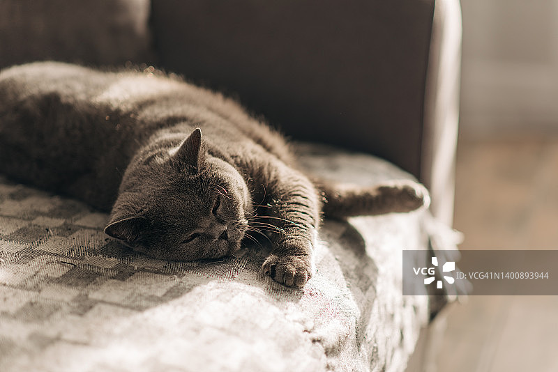 慵懒的英国短毛猫在苏格兰爱丁堡的公寓沙发上睡觉图片素材