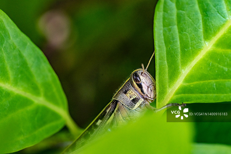螽斯（日本飞蝗）在绣球花叶子上，侧视图图片素材